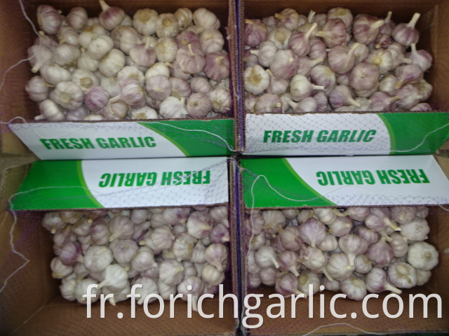 Regular White Garlic Best Quality